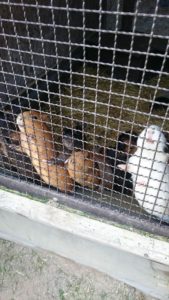 写真②-2 2016.07.28_R